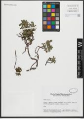 Foto von Salix retusa L.